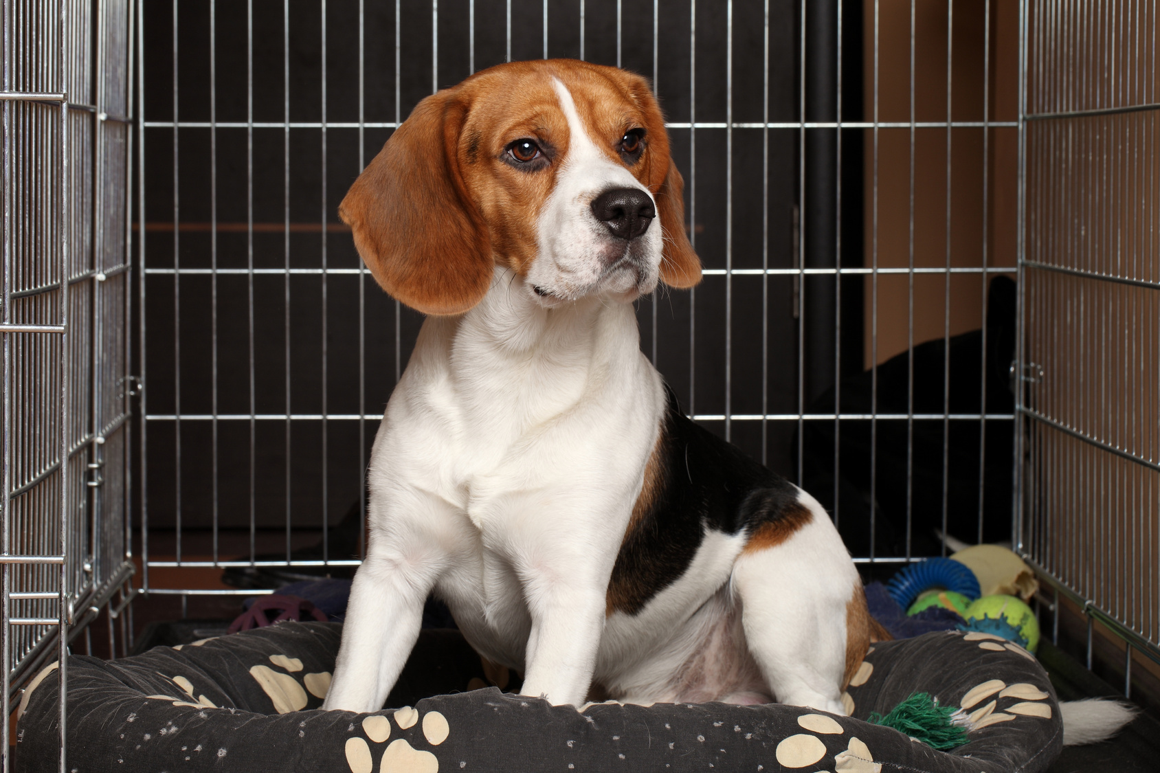 Potty training a puppy in outlet a high rise apartment