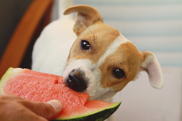 Watermelon Safe for Dogs