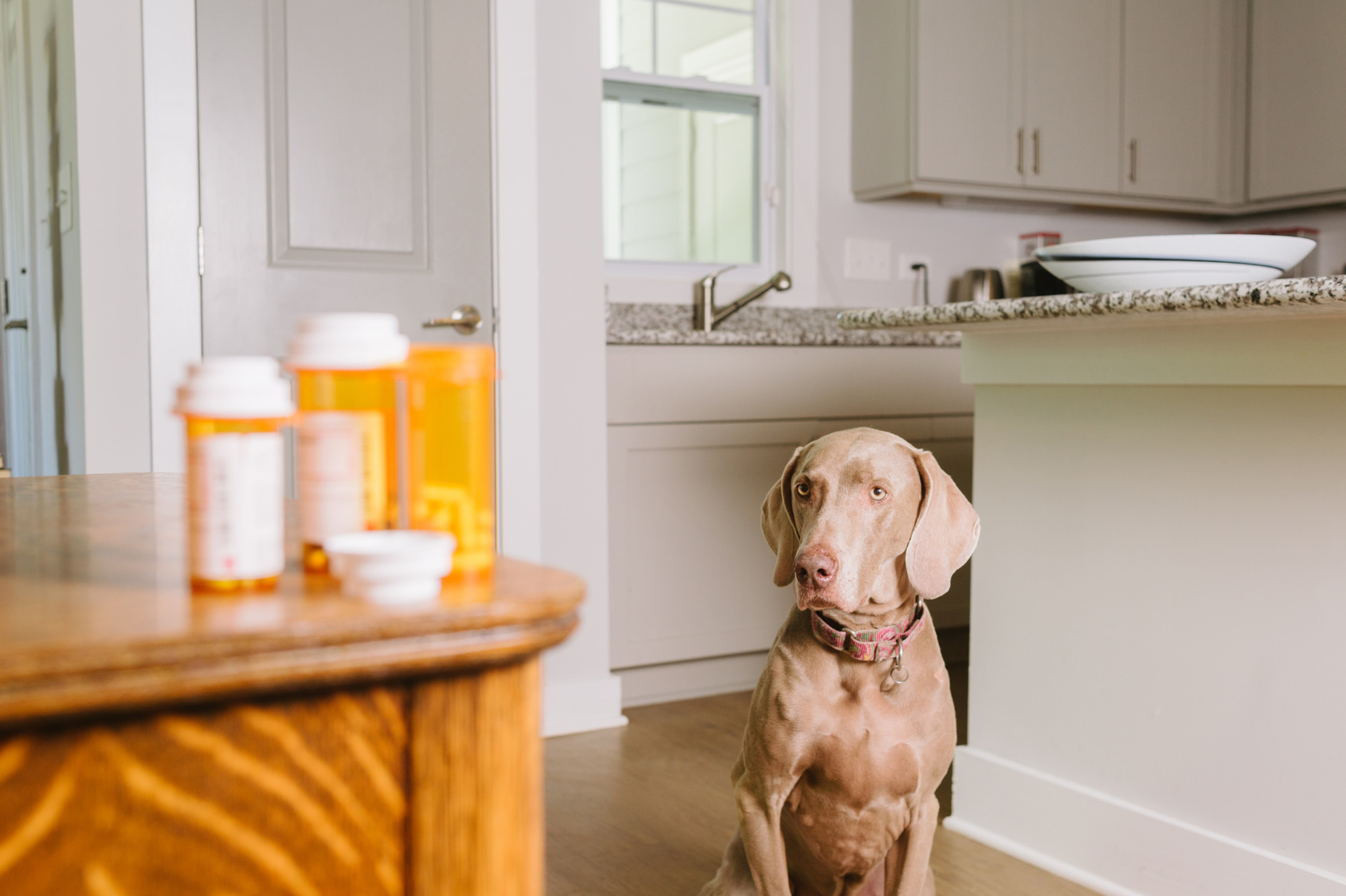 Recognizing Food Allergies in Your Pets