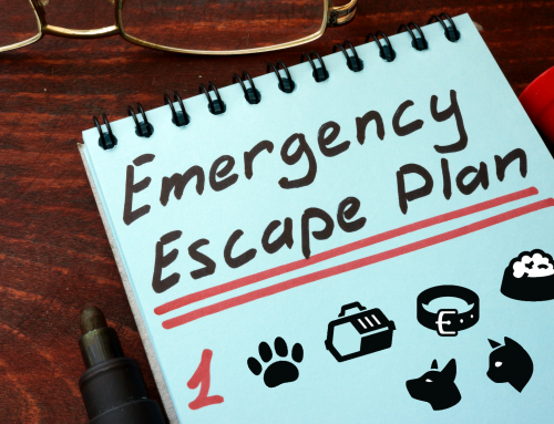 Emergency Preparedness for Families with Pets