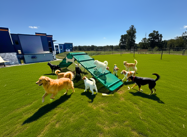 Dog Park Ramp 768x566
